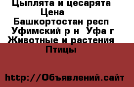 Цыплята и цесарята › Цена ­ 80 - Башкортостан респ., Уфимский р-н, Уфа г. Животные и растения » Птицы   